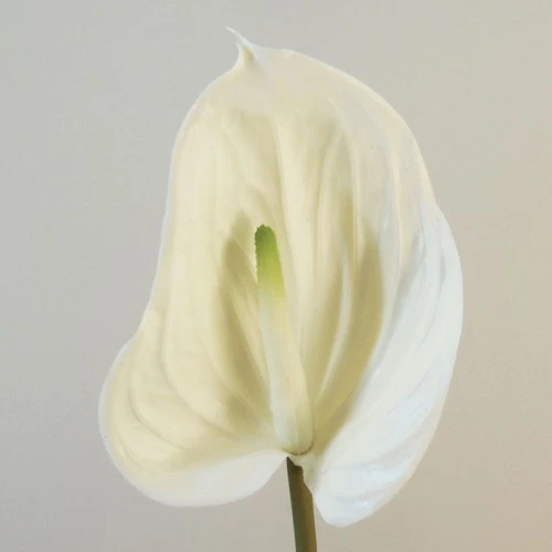 Real Touch Artificial Anthurium Cream 74cm - A132 Q4