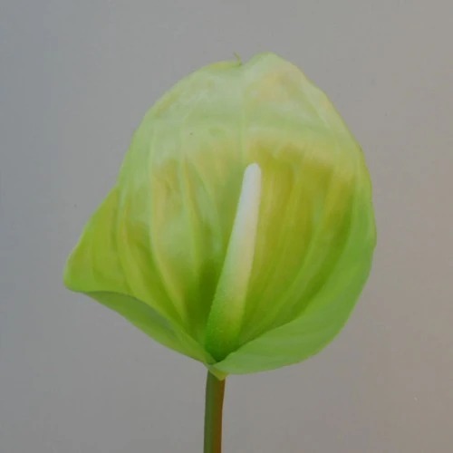 Real Touch Artificial Anthurium Lime Green 74cm - A131 HH3
