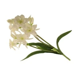 Artificial Aquilegia Cream 52cm - C054 EE3