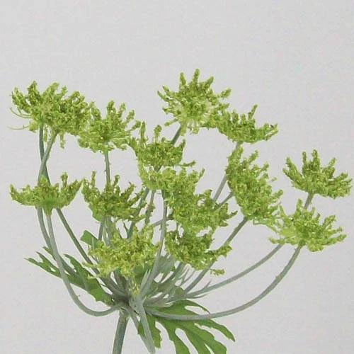 Anethum Green 90cm - A004 B2