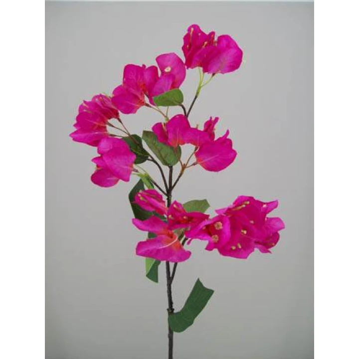 Bougainvillea