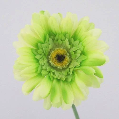Silk Gerbera Lime Green 65cm - G001 F3