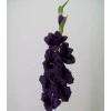 Artificial Gladiola Damson 94cm - G034 