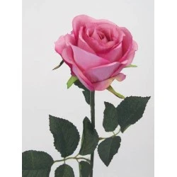 Prize Rose Mid Pink 63cm - R053 M3