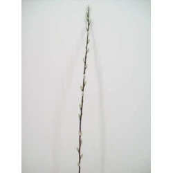 Pussy Willow Stem 100cm - P019C K4