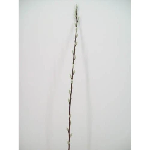 Pussy Willow Stem 100cm - P019C K4