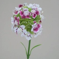 Sweet William Hint of Pink 42cm - S040 P3