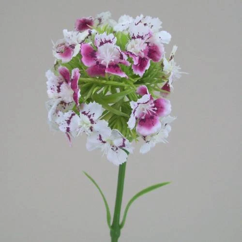Sweet William Hint of Pink 42cm - S040 P3