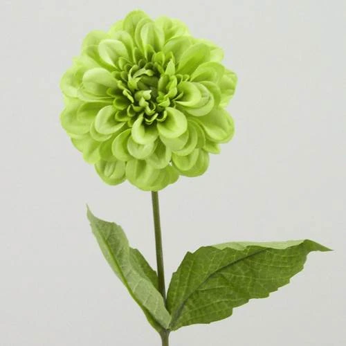 Zinnia Lime Green 46cm - Z019 T3