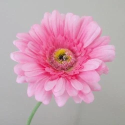 Artificial Gerbera Daisies Pink 65cm - G096 F2