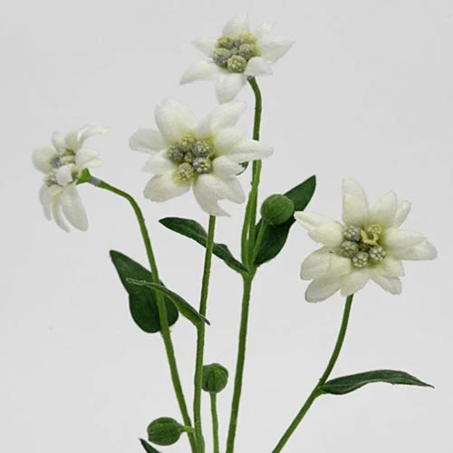 Artificial Silk Edelweiss 32cm - E006 BB2