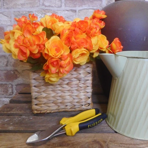 Begonia Plants Orange 28cm - B086 H3