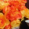 Begonia Plants Orange 28cm - B086 H3