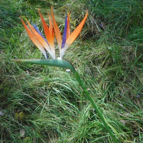 Artificial Birds of Paradise Small 64cm - B002 
