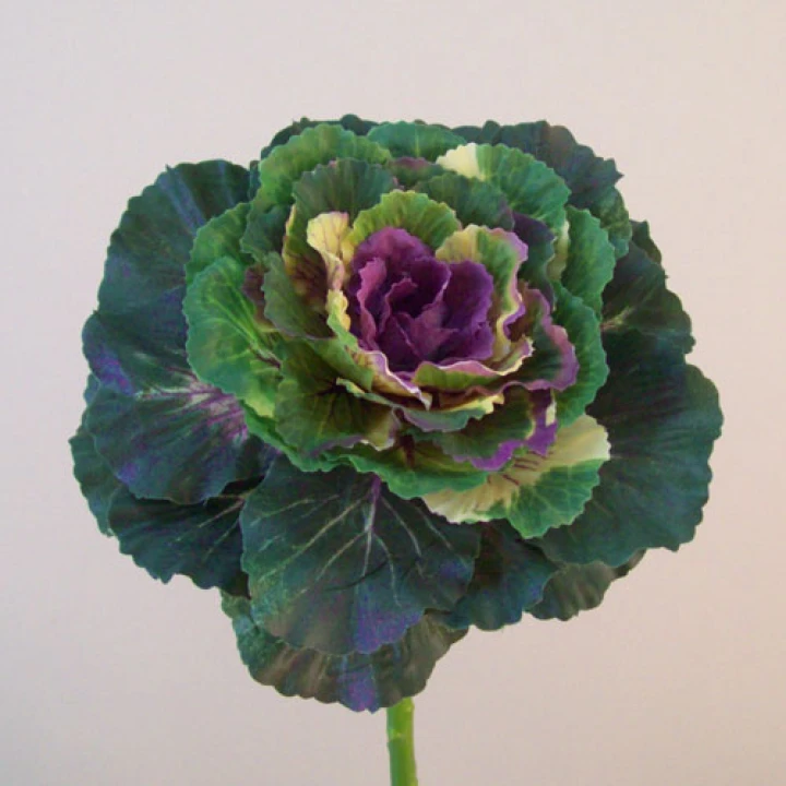 Ornamental Cabbages