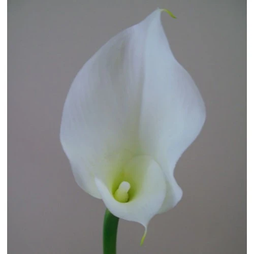 Artificial Calla Lilies Real Touch Large White 75cm - C160 