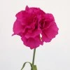 Silk Carnation Cerise Pink 60cm - C023 B3