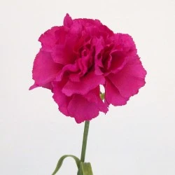 Silk Carnation Cerise Pink 60cm - C023 B3