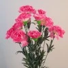 Fleur Artificial Carnations Bunch Pink 45cm - C244 J2