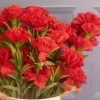 Fleur Artificial Carnations Bunch Red 45cm - C004 BX5