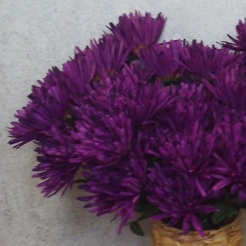 Artificial Spider Chrysanthemums Aubergine with Green Leaves 64cm - S108 D2