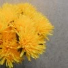 Artificial Spider Chrysanthemums Carnival Yellow 64cm - S074 R3