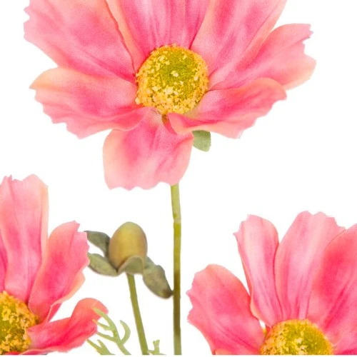 Carousel Cosmos Coral Pink 'Fruit Salad' 64cm - C120 C1