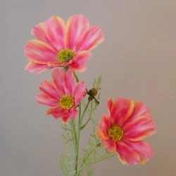 Carousel Cosmos Coral Pink 'Fruit Salad' 64cm - C120 C1