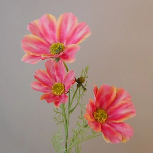 Carousel Cosmos Coral Pink 'Fruit Salad' 64cm - C120 C1