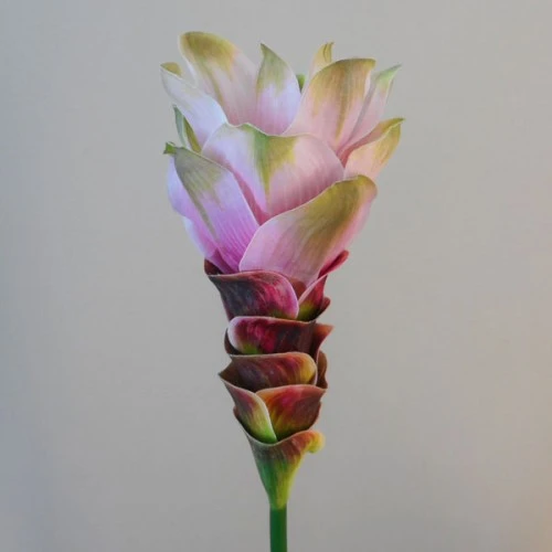 Artificial Curcuma Longa | Turmeric Flower Pale Pink 65cm - T031 Q2