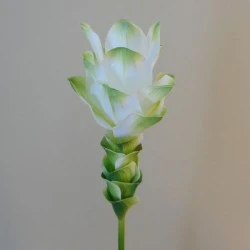 Artificial Curcuma Longa | Turmeric Flower White Green 65cm - T034 R2