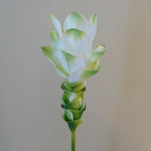 Artificial Curcuma Longa | Turmeric Flower White Green 65cm - T034 R2