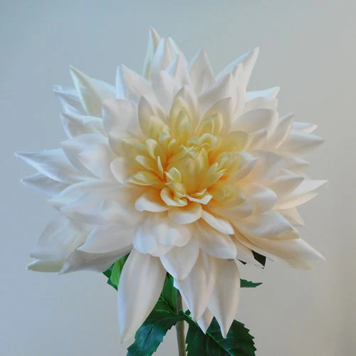 Café Au Lait Dahlia 98cm - C027 D1