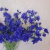 Galaxy Delphinium Dark Blue 78cm - D221 E2