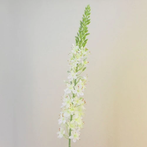 Artificial Eremurus | Foxtail Lilies 105cm - E010 E1