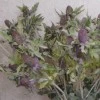 Artificial Eryngium Thistles Sea Holly Lavender Blue 80cm - E002 