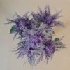 Wild Sea Holly Thistles Plant Purple 35cm - E011 BB1