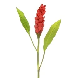 Torch Ginger Red 92cm - G102 