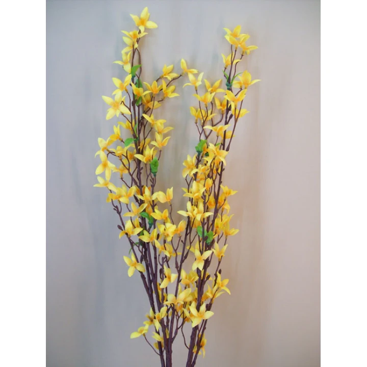 Forsythia
