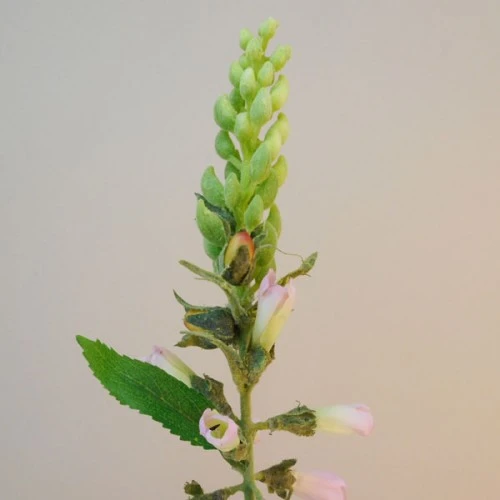 Artificial Foxgloves Pale Pink 98cm - F069 I4