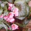 Trailing Artificial Geraniums Plants Pink 77cm - G081 P4