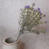 Gypsophila Purple Short Stem 32cm - G025 E2