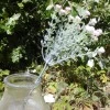Gypsophila Pale Pink Short Stem 32cm - G024 G4
