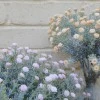 Gypsophila Peach Short Stem 32cm - G026 G3