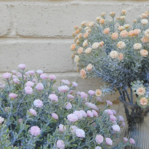 Gypsophila Peach Short Stem 32cm - G026 G3
