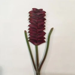 Heliconia Burgundy 70cm - M013 BX1