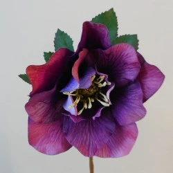 Artificial Hellebore Stem Purple 49cm - H185 G1