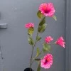 Artificial Hibiscus Spray Cerise Pink 117cm - H062 S1