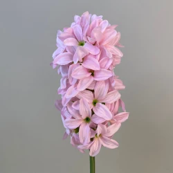 Artificial Hyacinth Stem Pale Pink 40cm - H170 H4