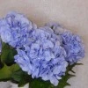 Artificial Giant Hydrangeas Hyacinth Blue 64cm - H066 G4